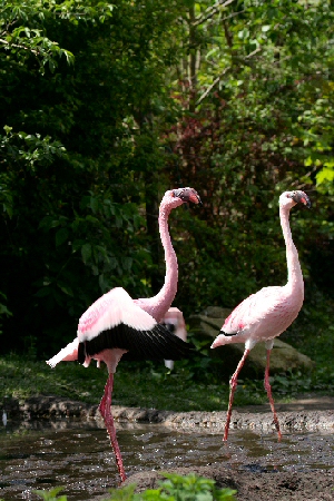 Laß und Flamenko tanzen Flamingo
